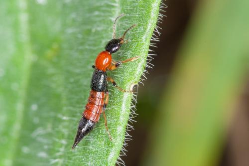 Réf. 201 955 : Paederus littoralis